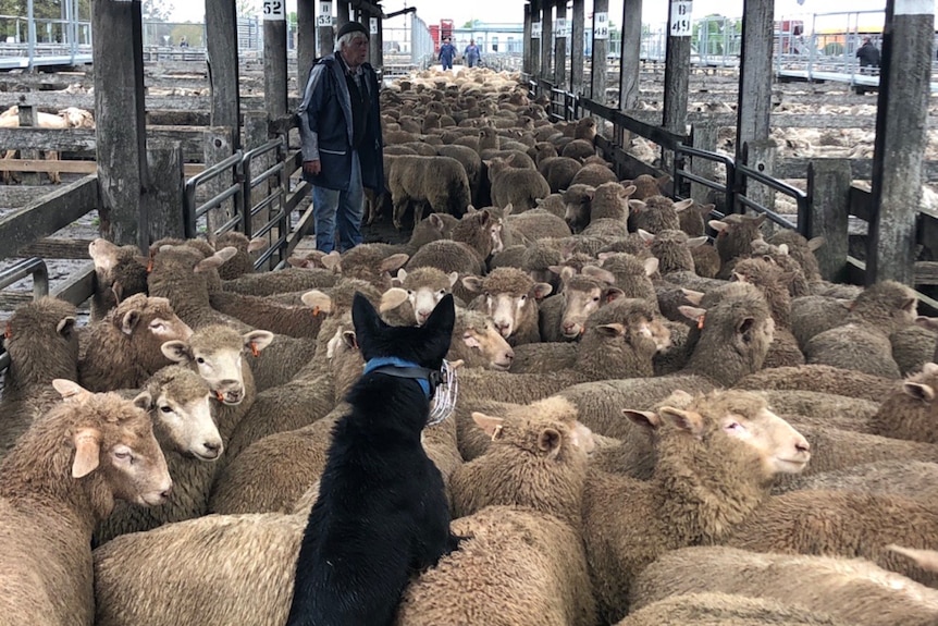 dog on sheep at saleyard