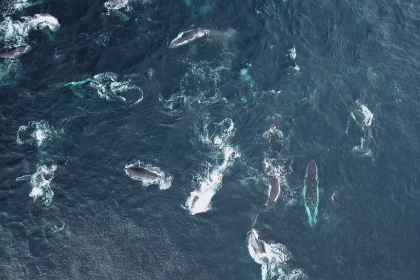 Several large humpback whales swimming around in the ocean 