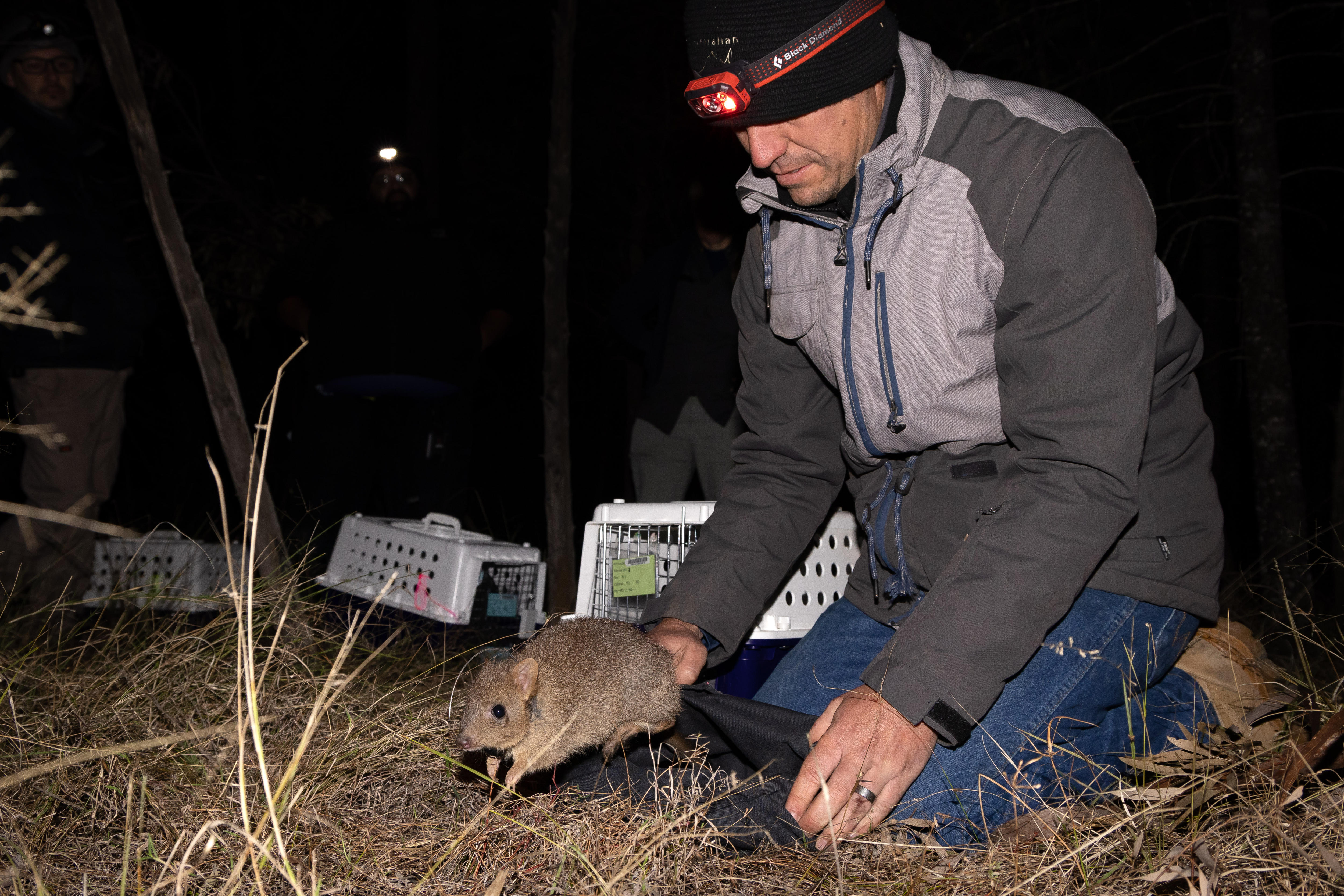 A a small brown brush-tail bettong about the size of rabbit is released into dry grass by human hands.