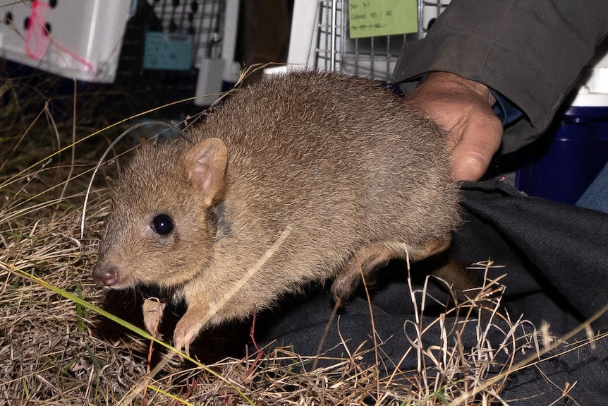 A a small brown brush-tail bettong about the size of rabbit is released into dry grass by human hands.