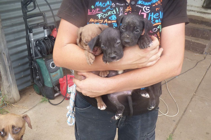Three puppies seized from an alleged puppy farm at Glenarbon east of Goondiwindi