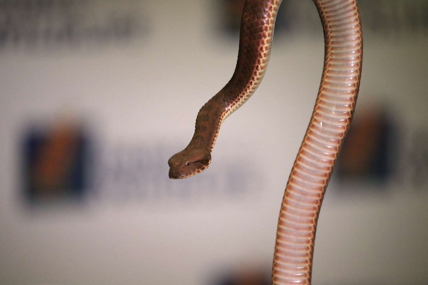 A close-up of A highly venomous death adder.