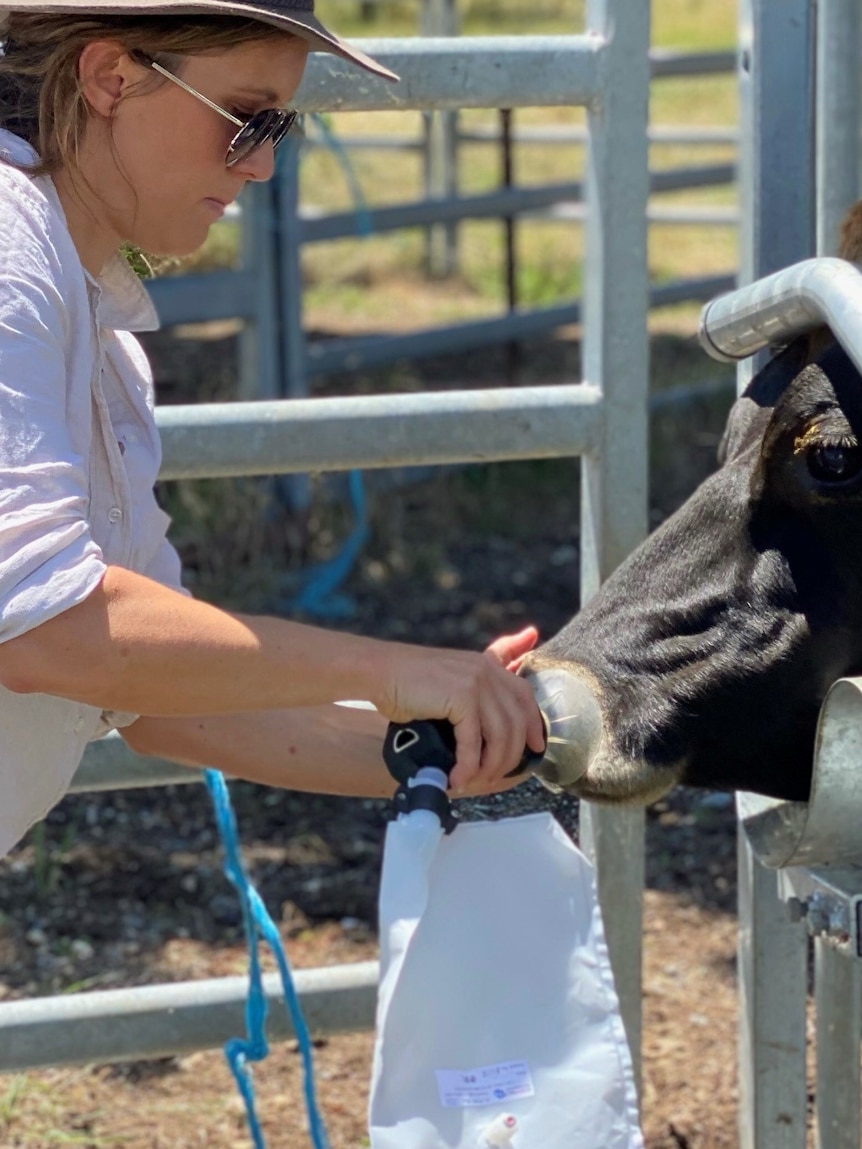 Woman collecting cow's breath into bag