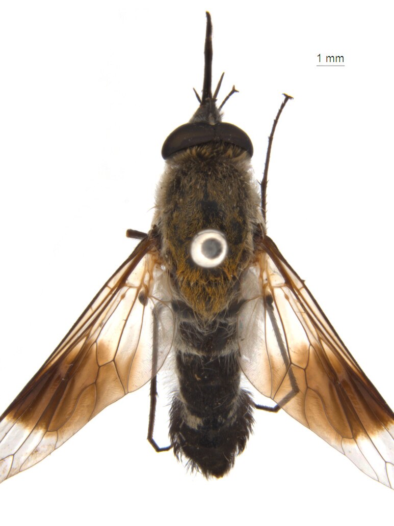 A close up of the bee fly.