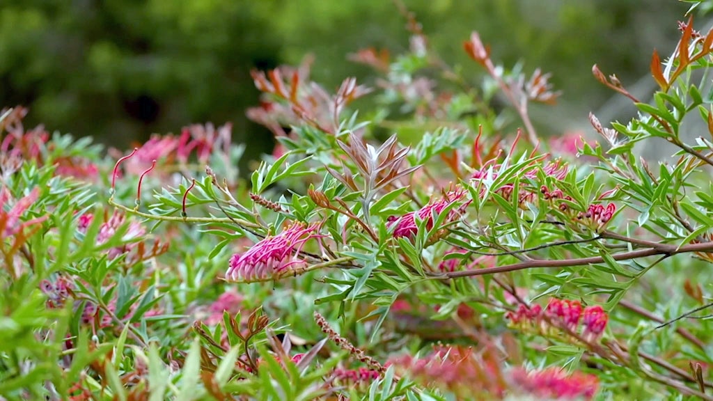 A prostrate grevillea plant with bright pink flowers.