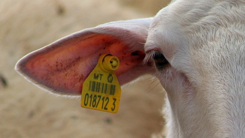A sheep tag inserted into a sheep's ear.