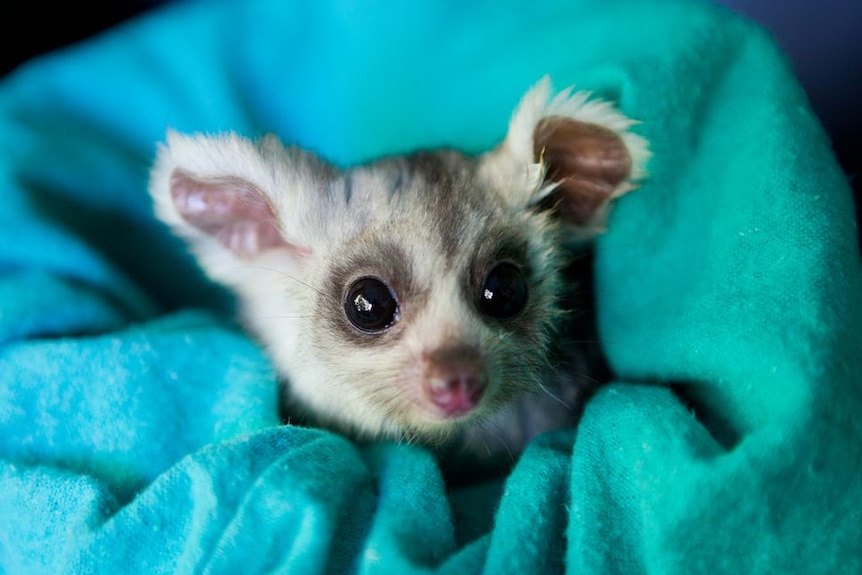 A baby greater glider wrapped in a blanket.
