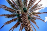 A date palm heavy with fruit