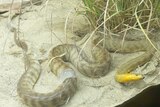woma python (file photo)