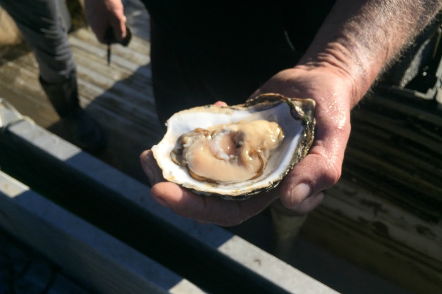 A Sydney rock oyster, opened and held upwards.