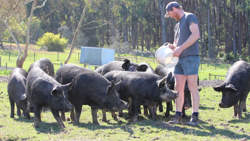 Man in shorts and boots feeds his beautiful black pigs.