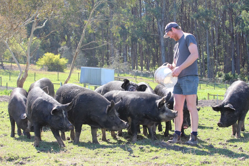 Man in shorts and boots feeds his beautiful black pigs