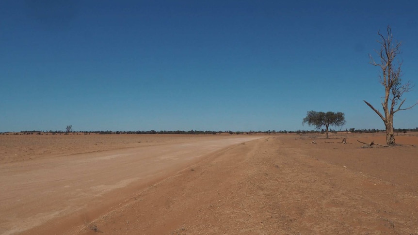 A dry expanse, with a dead tree, and a dirt road.