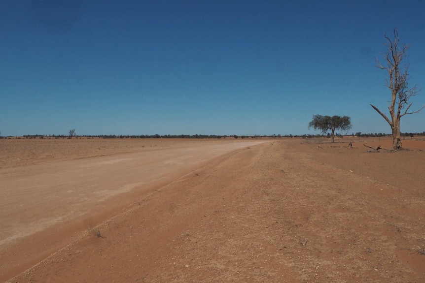 A dry expanse, with a dead tree, and a dirt road.