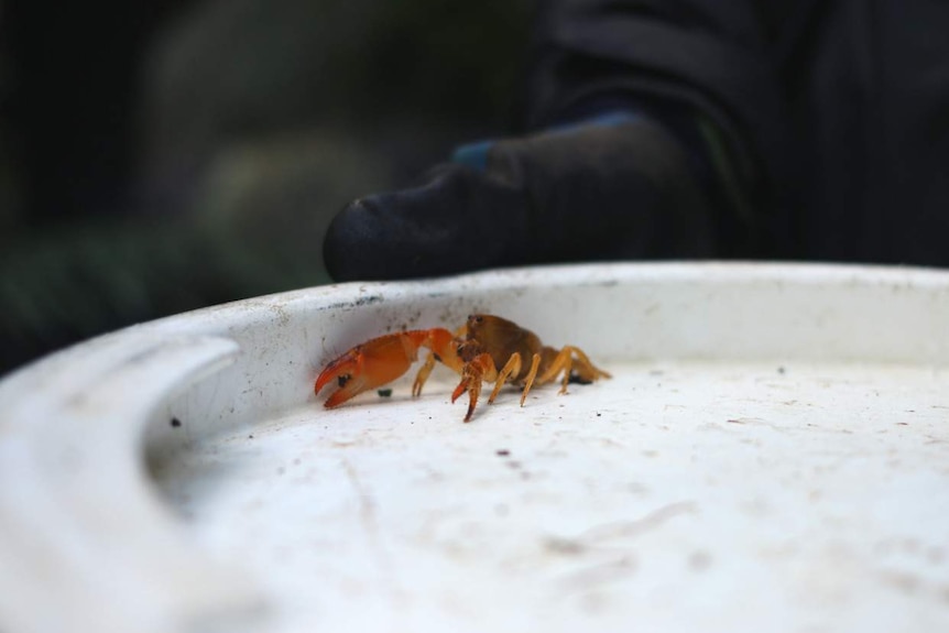 Tubercle crayfish on the plastic bucket lid after being released from trap