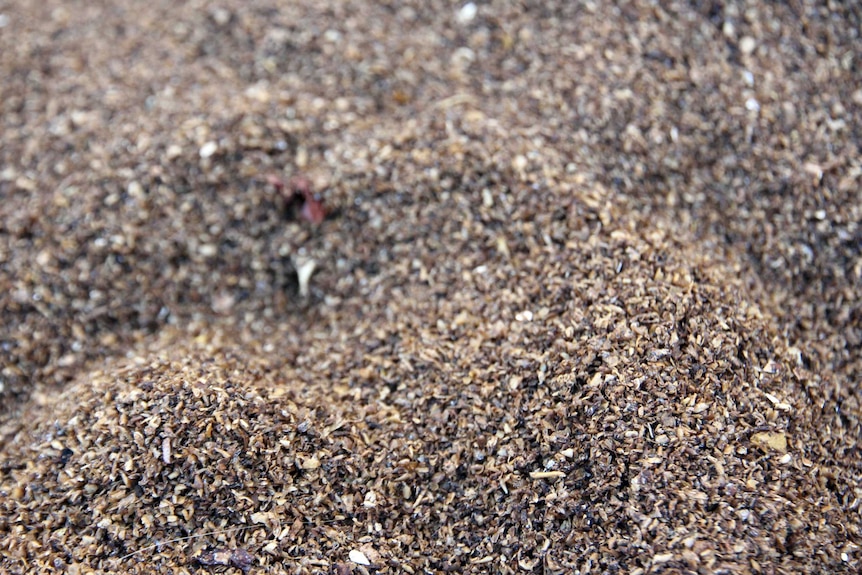 A large pile of worm castings, which are used as soil improver.