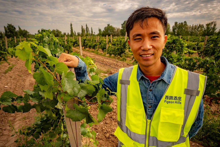 Pigeon Hills' chief winemaker, Liao Zusong, standing amongst vines in Ningxia