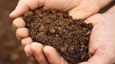 A person's cupped hands holding dark brown soil.