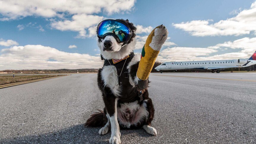 K-9 Piper sits on the runway with a cast on its arm.