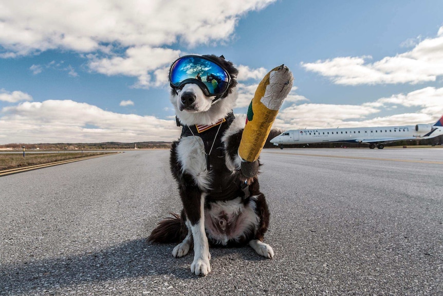 K-9 Piper sits on the runway with a cast on its arm.