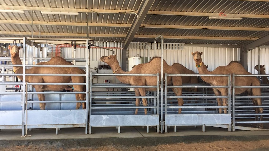 Camels lined up side by side being milked in steel yards.