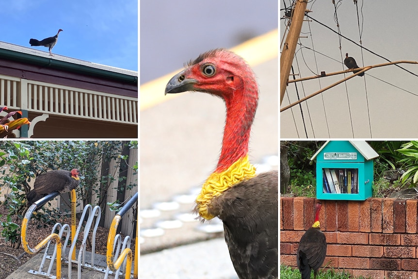 A collage of brush turkeys on a roof, powerlines, bike rack, looking at a street library and a central head close-up