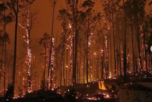 Trees on fire in a forest near Goongerah, Victoria.