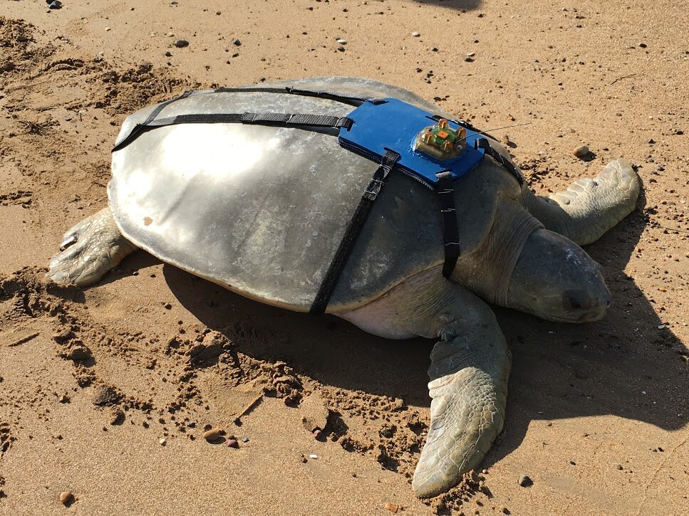Queensland scientists hope satellite tracker will unlock mysteries of