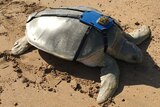 A rare flatback turtle
