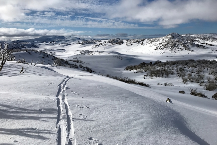 Mountains covered in snow with tracks left by skis.