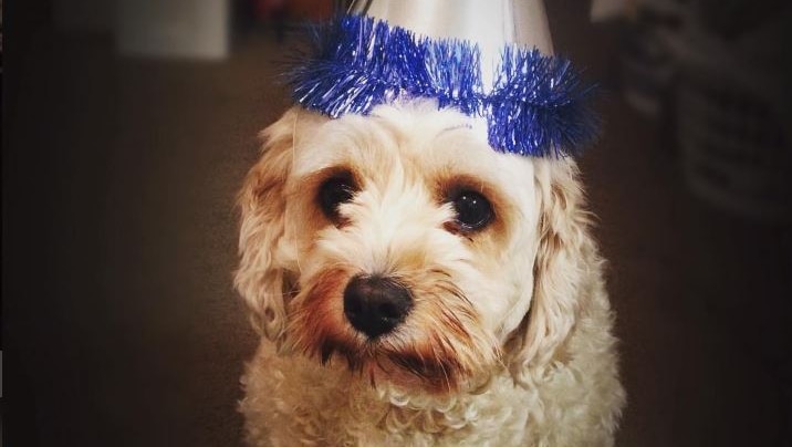 A cavoodle wears a birthday hat
