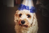A cavoodle wears a birthday hat