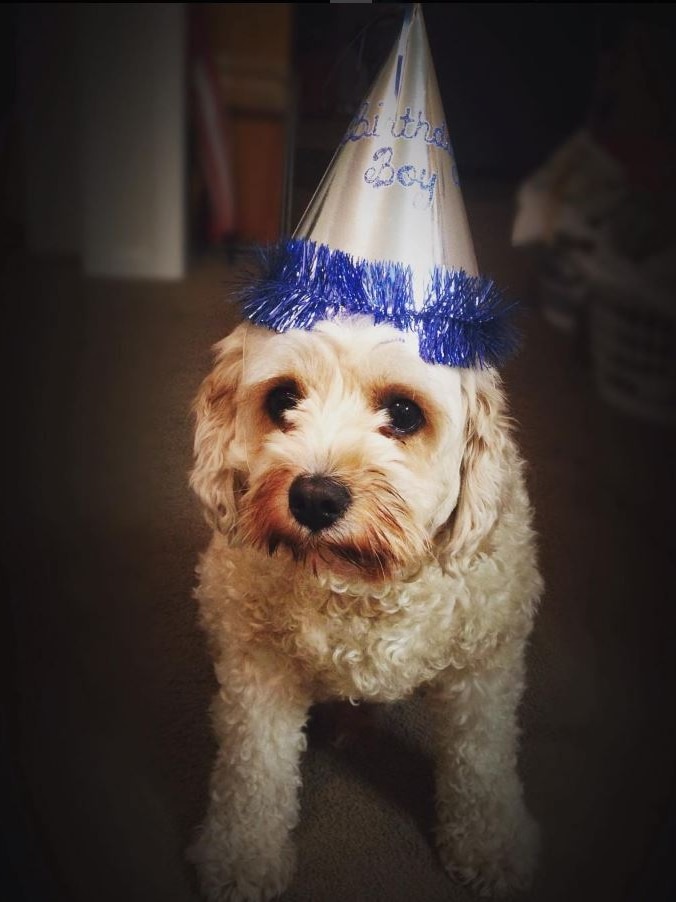 A cavoodle wears a birthday hat