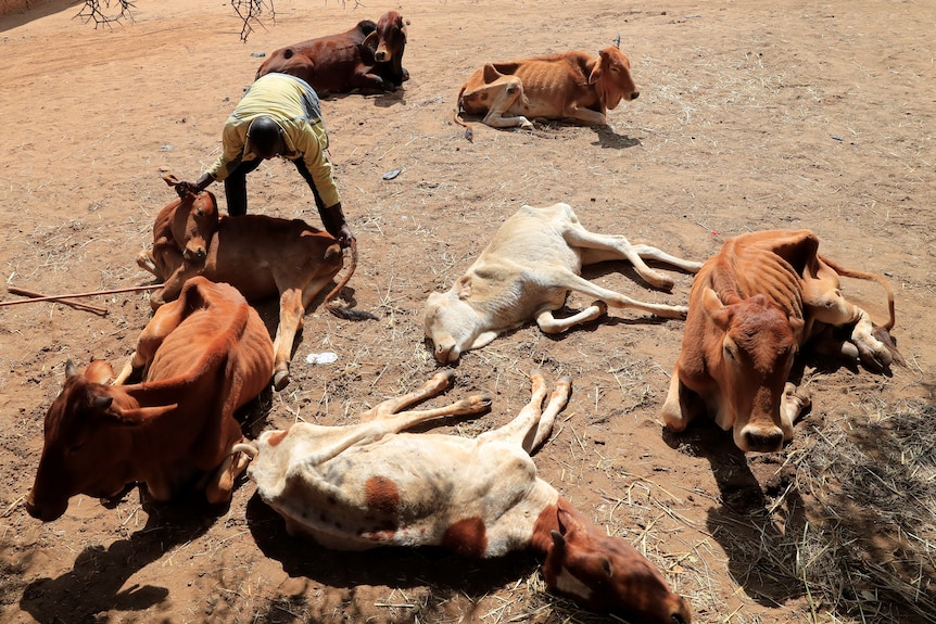 Emaciated cattle lie on the ground.
