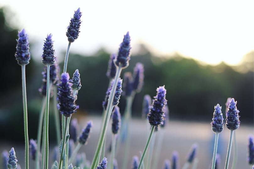 Springs of lavender shoot from a bush.