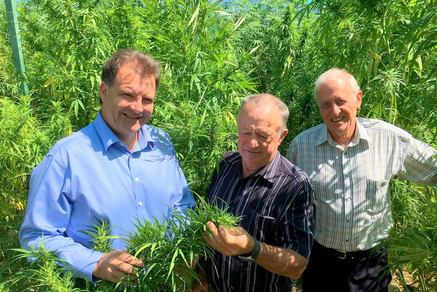 Three men stand surrounded by hemp plants