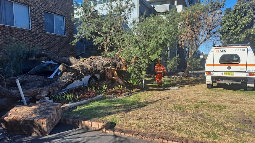 A large tree lays across a car outside a unit clock with an SES vehicle nearby.