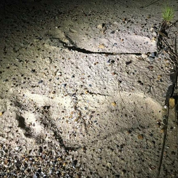 Yowie footprints
