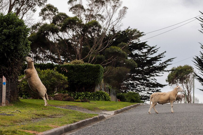 Two sheep roam freely on a neighbourhood street. One is on the road, the other is on its hind legs chewing on a hedge 