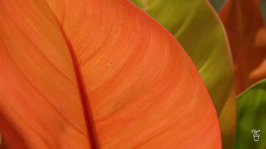 Close up of bright coloured foliage.
