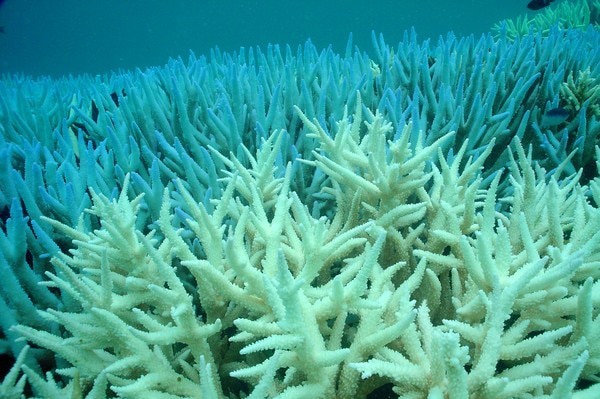 the great barrier reef essay