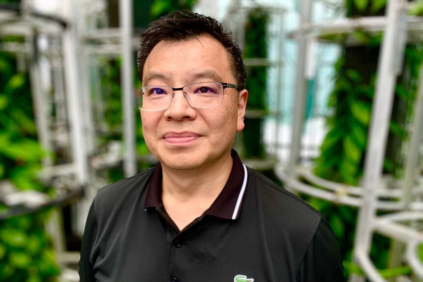 A man wearing glasses and a black polo looks at the camera, surrounded by trellises.