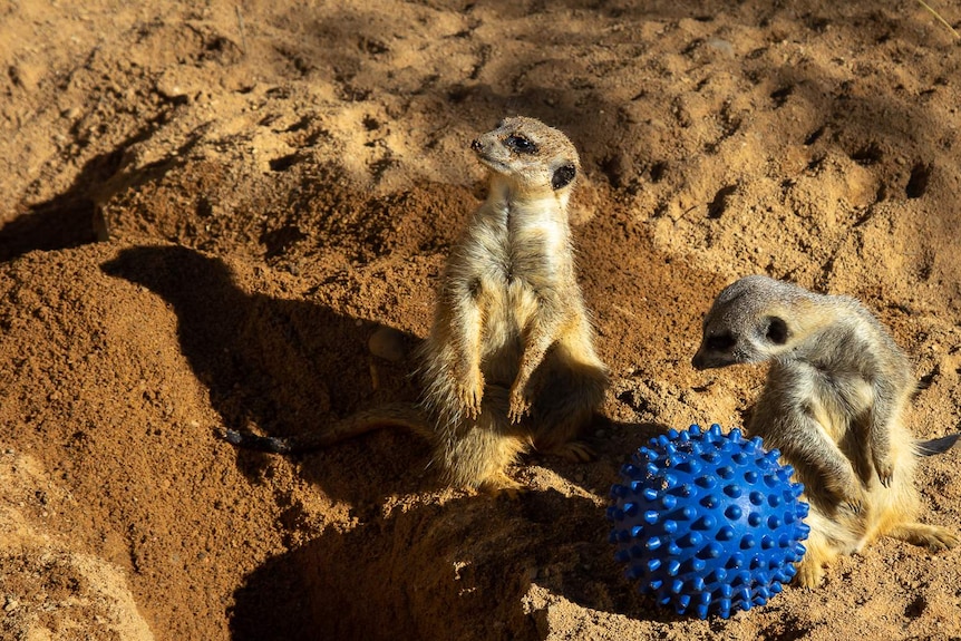 A meerkat plays with a blue ball in the sand.