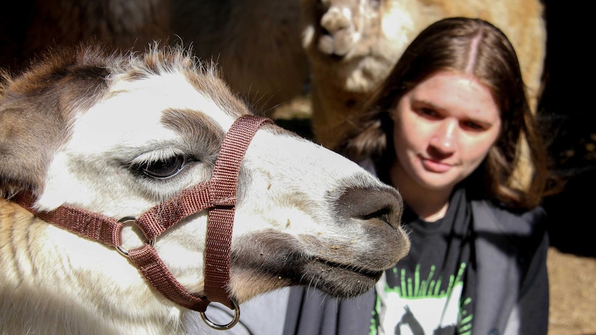 Close head shot of young woman in background looking at llama in foreground.