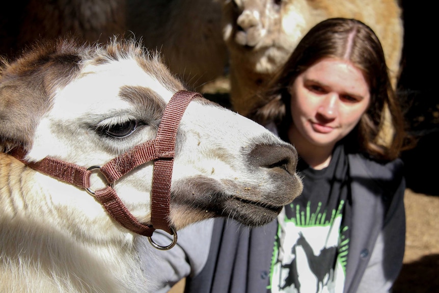 Close head shot of young woman in background looking at llama in foreground