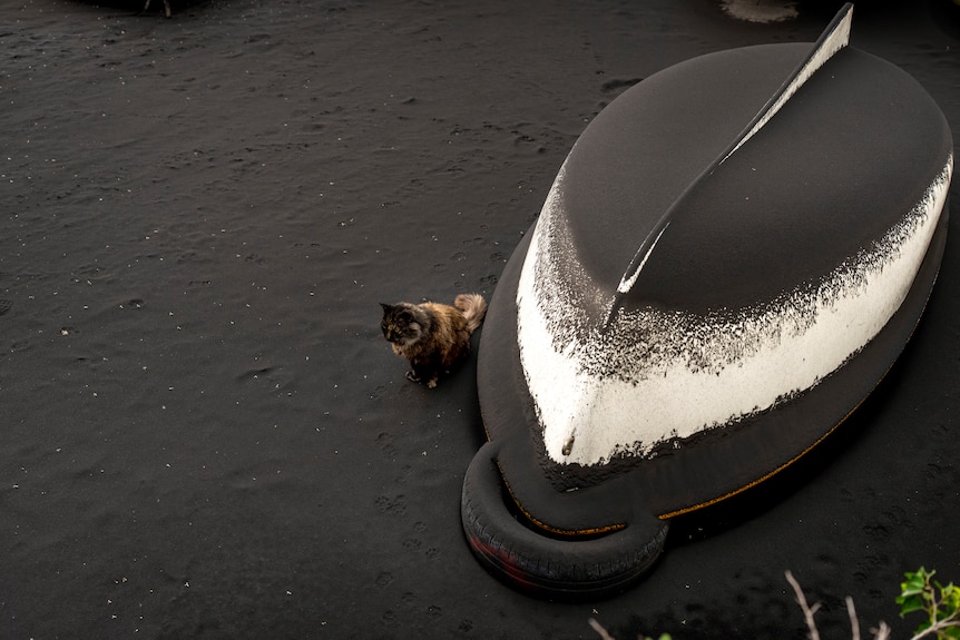Un chat est assis à côté d'un bateau recouvert de cendres d'un volcan. 