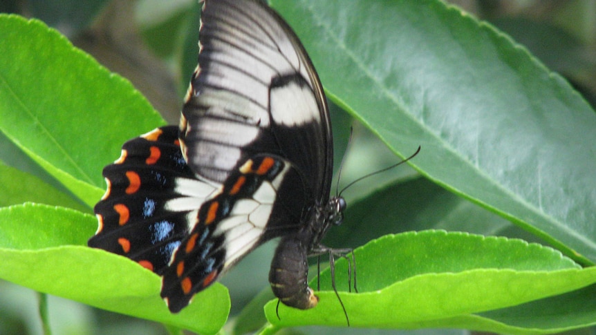 A close-up photo of a black, white, red and blue butterfly on a tree with green leaves.