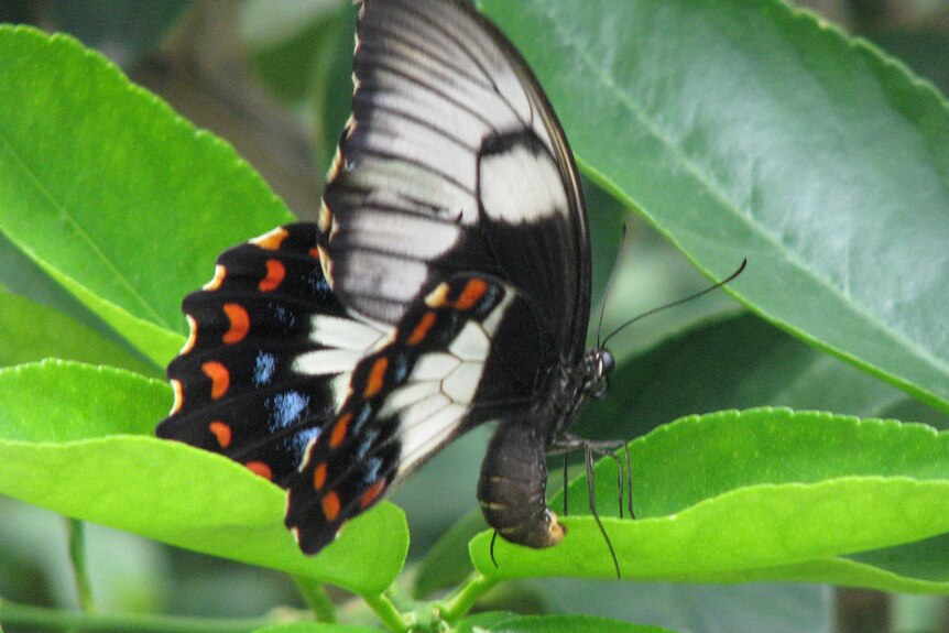 A close-up photo of a black, white, red and blue butterfly on a tree with green leaves.