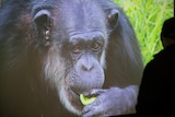 A projected image of a chimpanzee eating something green with a silhouette of a man next to it