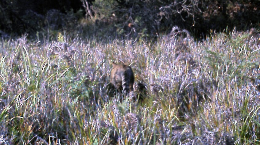 What is claimed to be a thylacine in the bush in NE Tasmania